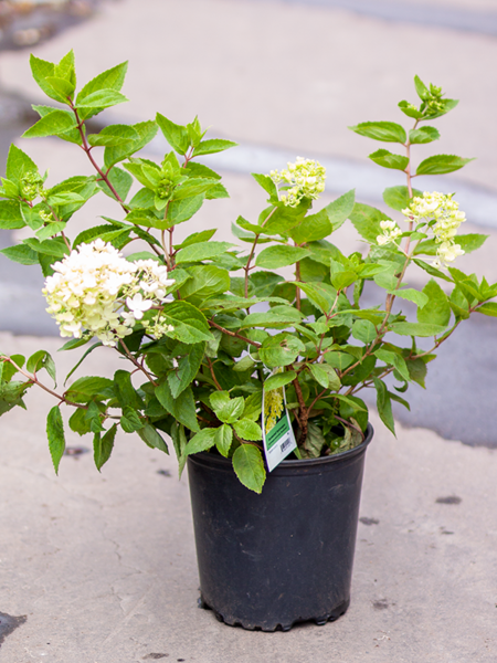 Hydrangea Bombshell