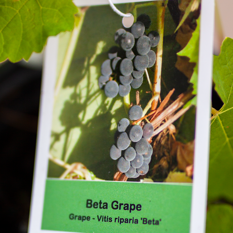 Grape Beta