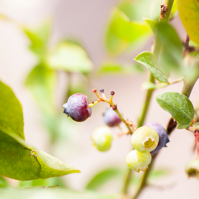 Blueberry Combination
