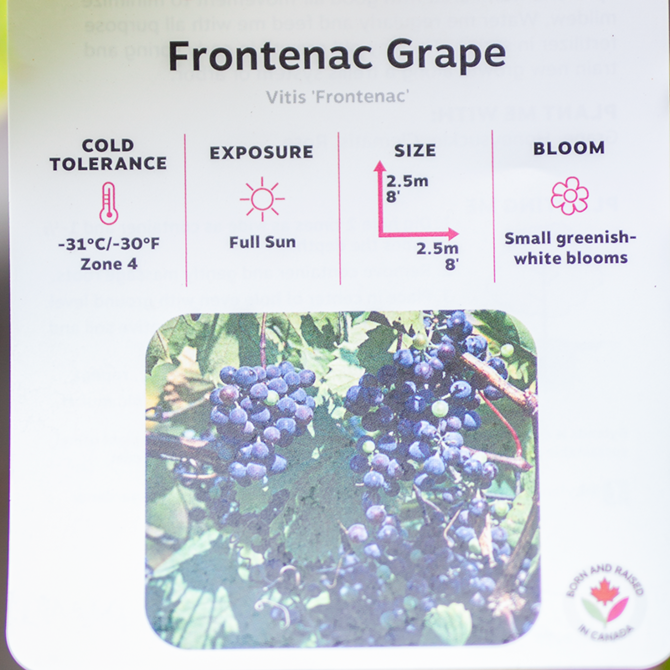 Grape Frontenac Dutch Growers Saskatoon