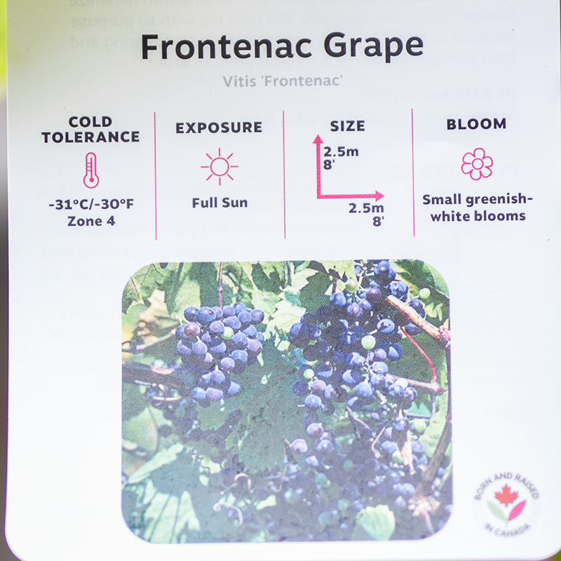 Grape Frontenac