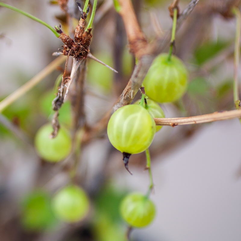 Gooseberry Hinnomaeki Red