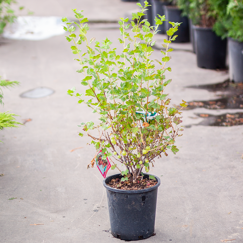 Gooseberry Hinnomaeki Red