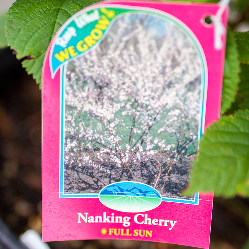 Cherry Nanking