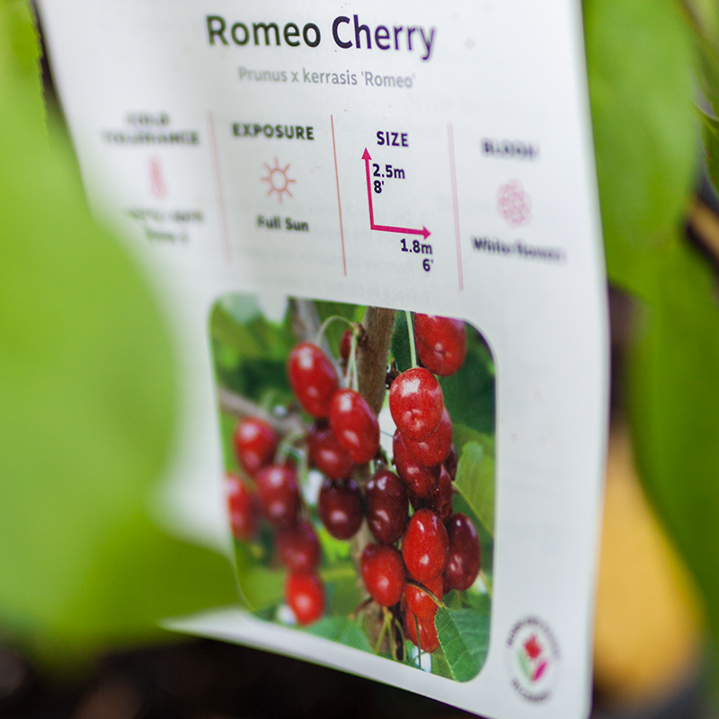 Cherry Romeo
