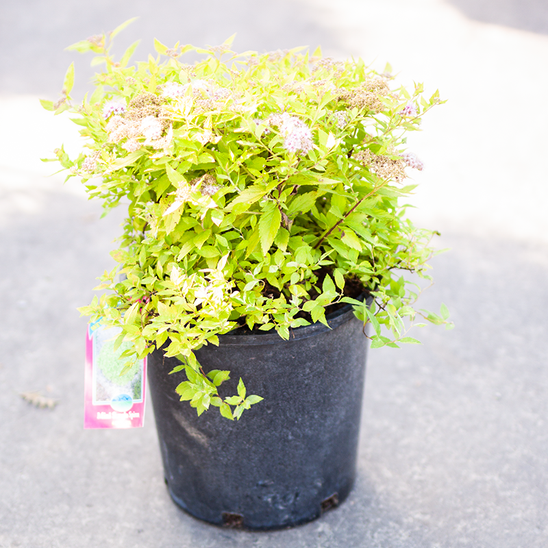Spirea Mini Sunglow
