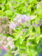 Spirea Mini Sunglow