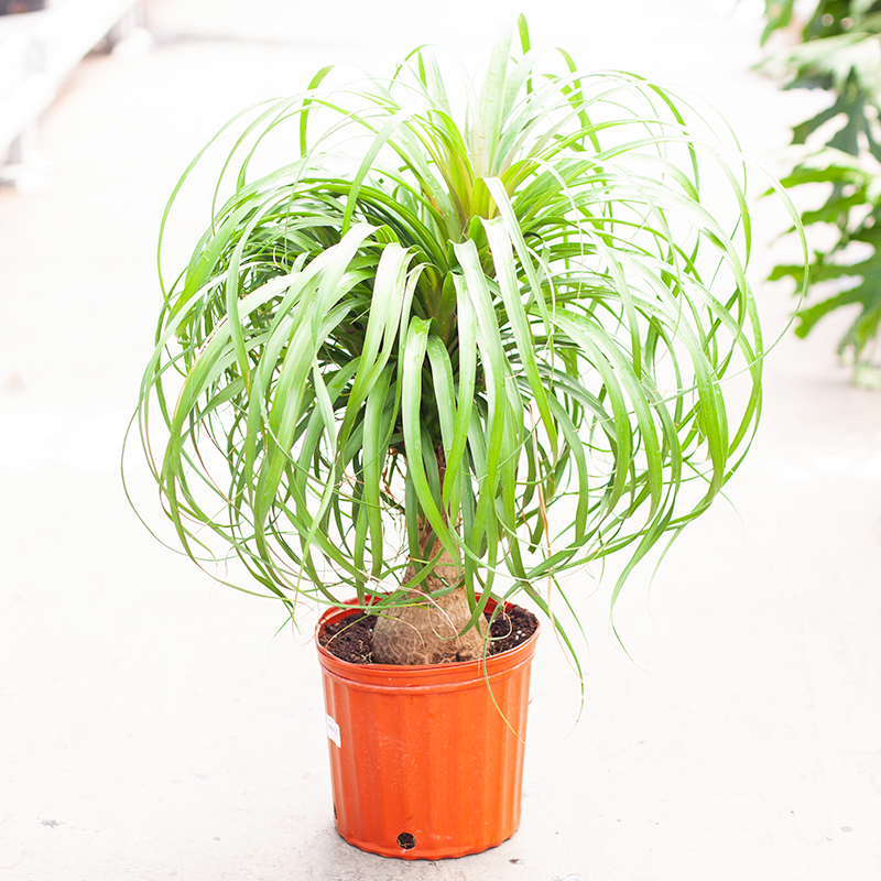 Ponytail Palm
