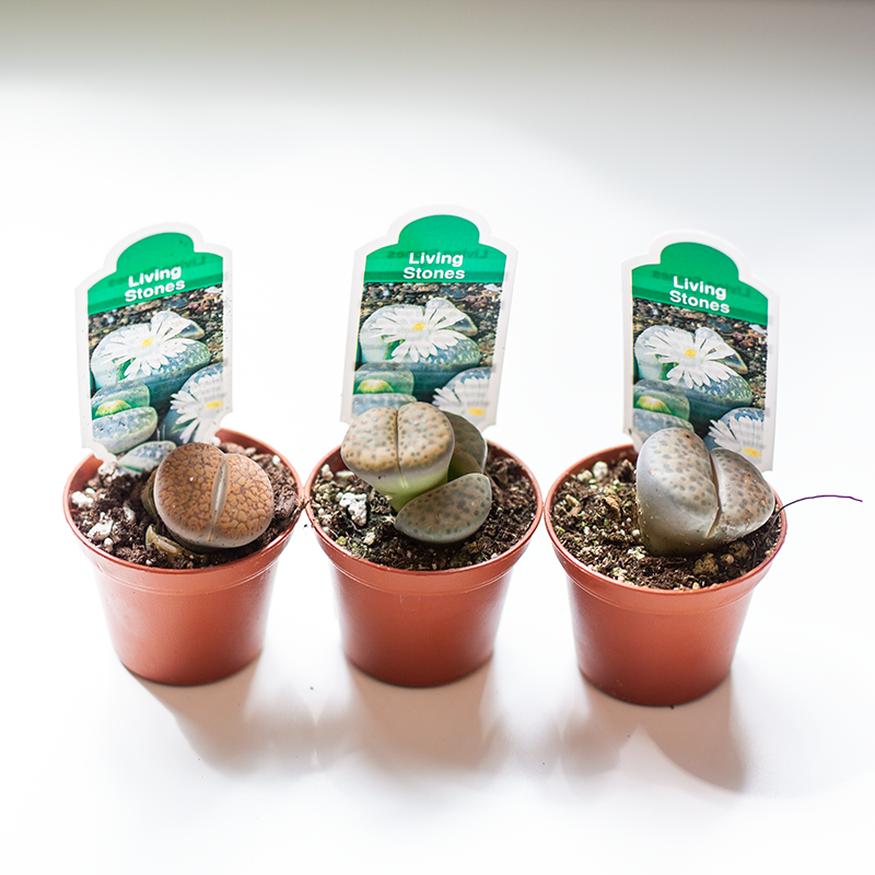 Lithops Living Stones 2"