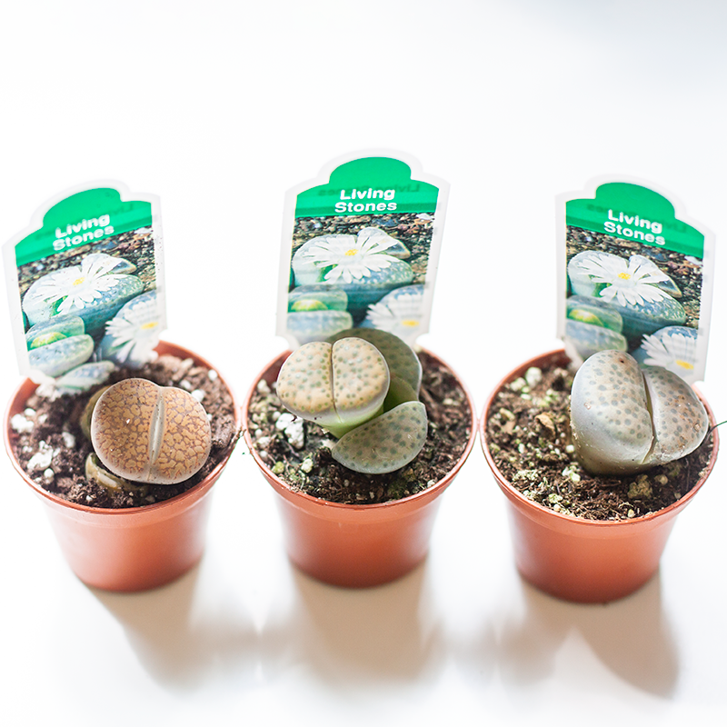 Lithops Living Stones 2"