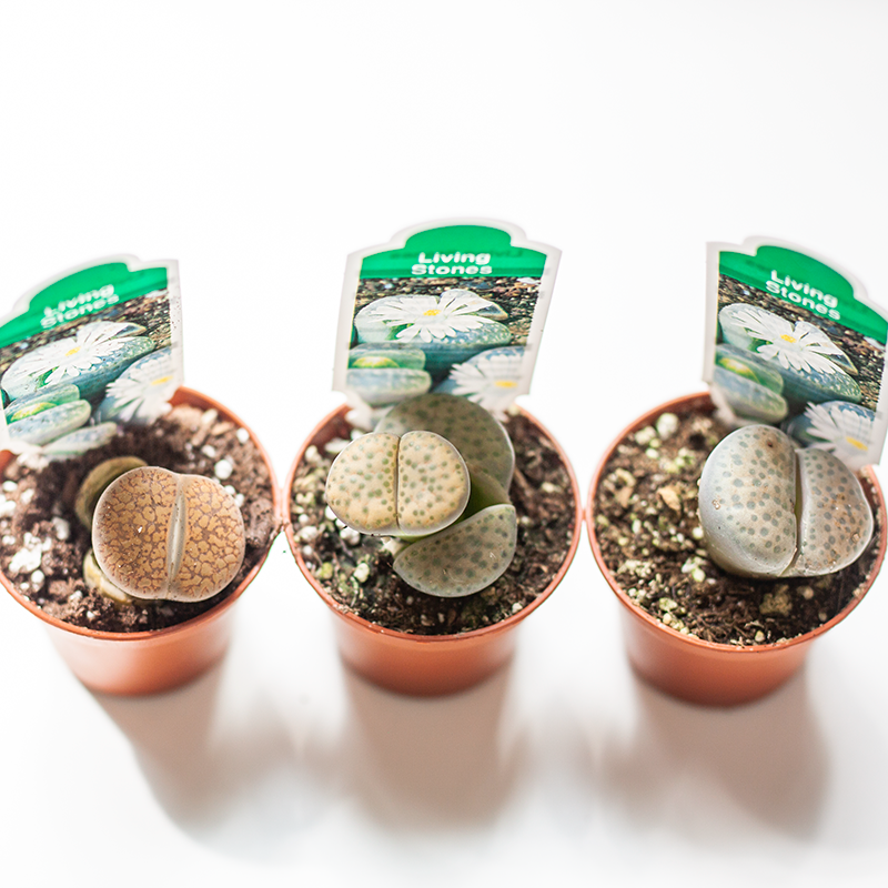 Lithops Living Stones 2"