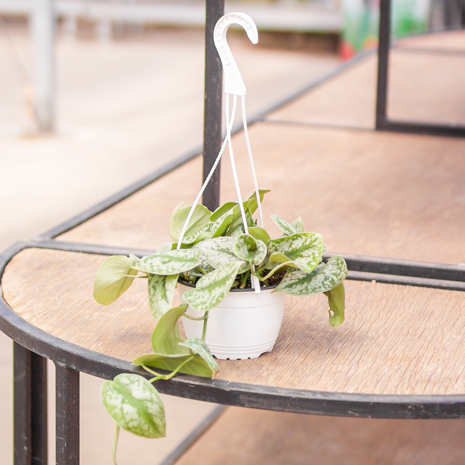 Pothos Satin Hanging Basket
