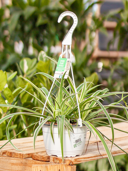 Spider Plant Reverse Stripe Hanging Basket 6"
