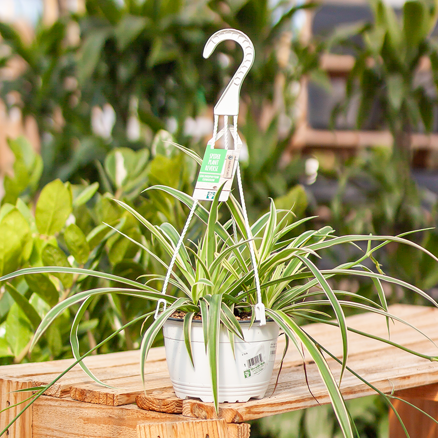 Spider Plant Reverse Stripe Hanging Basket 6"