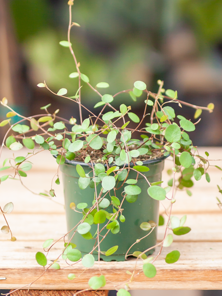 Maidenhair Vine 4"