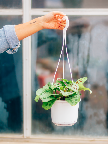 Prayer Plant Green Hanging Basket 6"