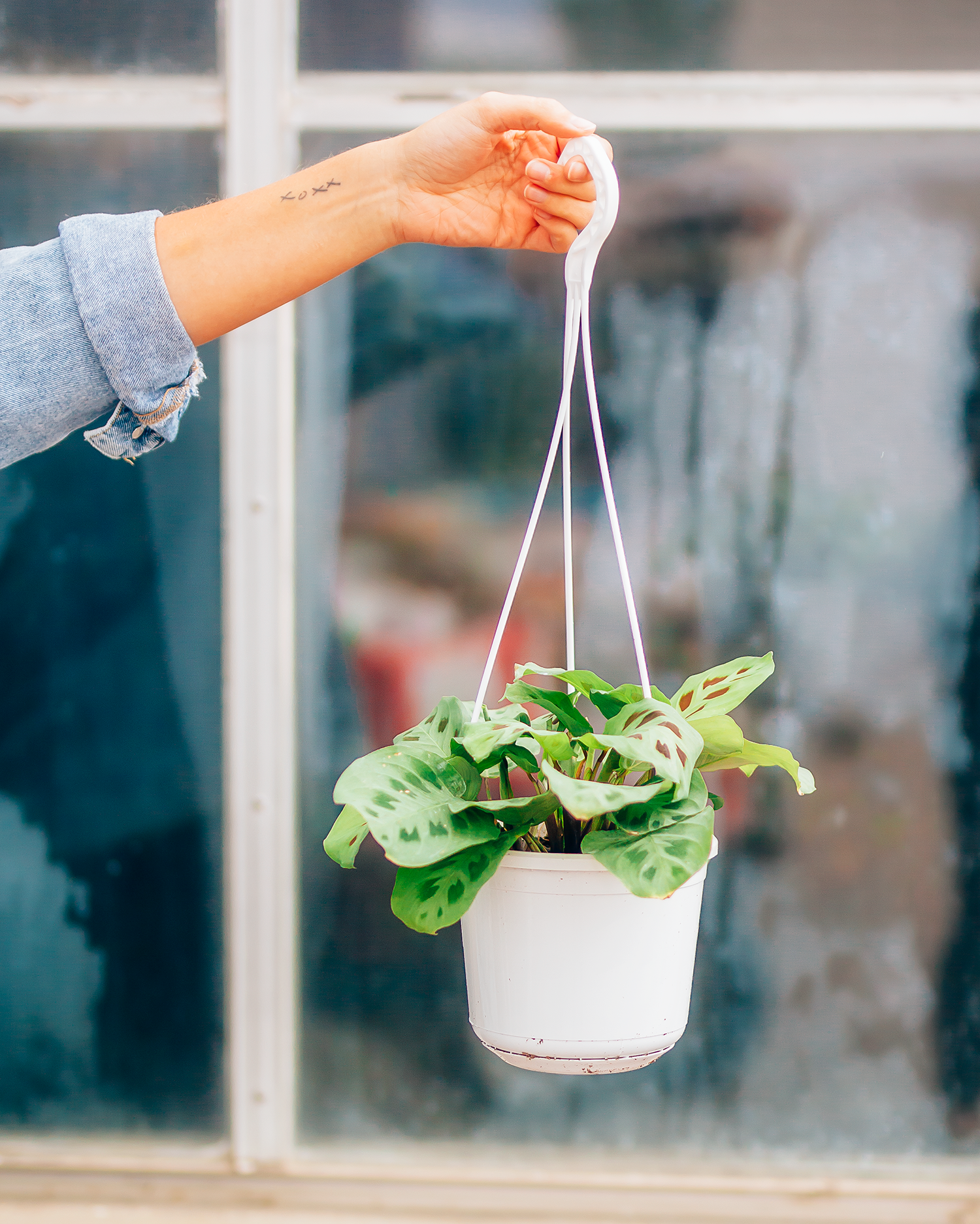Prayer Plant Green Hanging Basket 6"