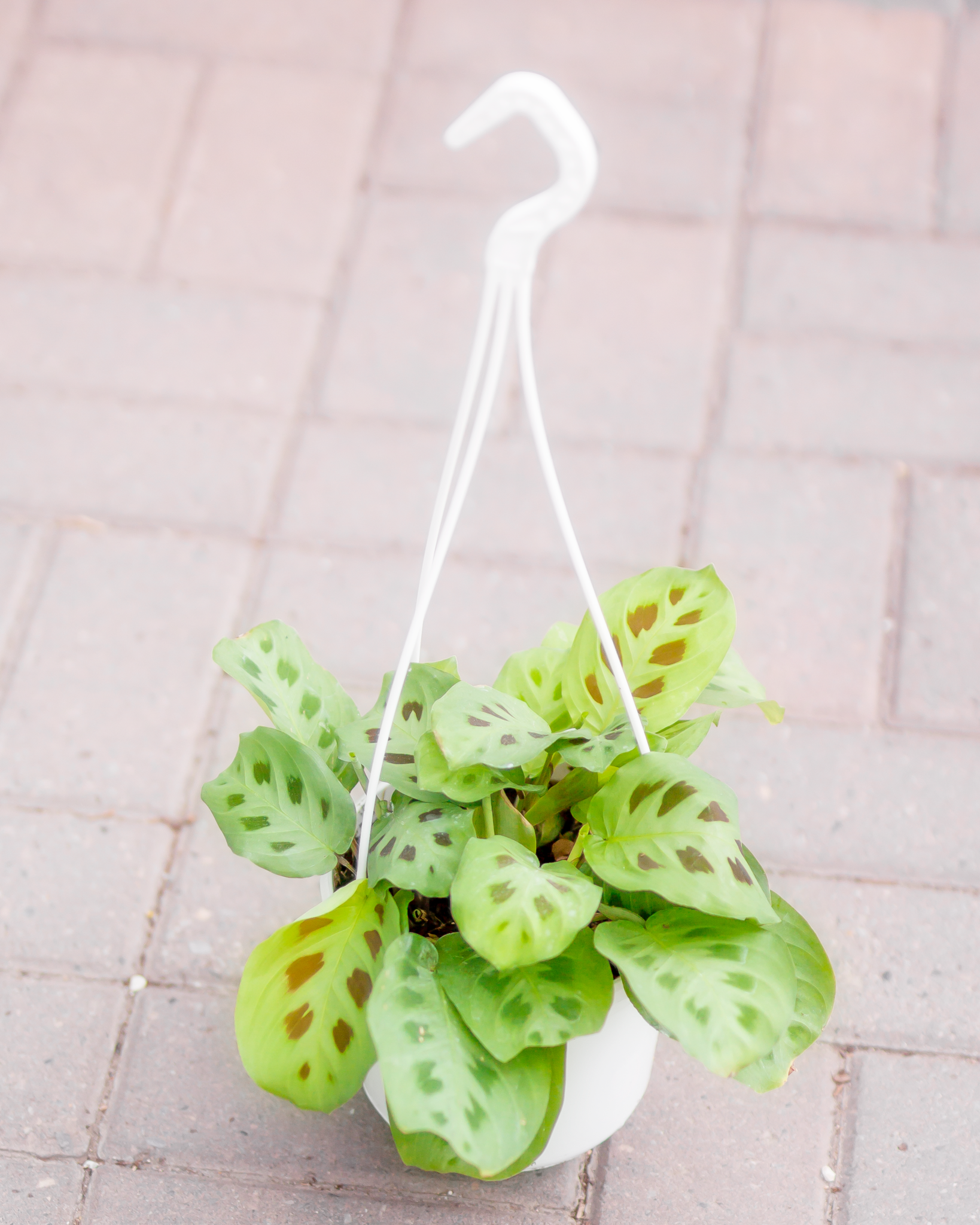 Prayer Plant Green Hanging Basket 6"