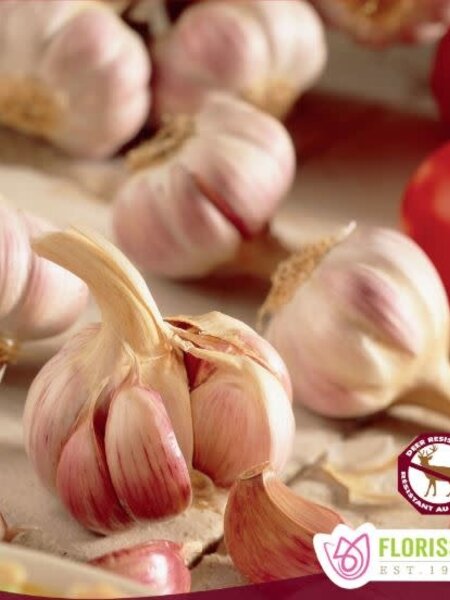 Garlic German Red Hardneck Tops