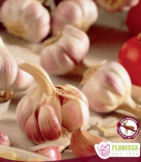 Garlic German Red Hardneck Tops