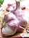 Garlic Metechi Tops