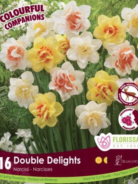 Colourful Companions Narcissi Double Delights
