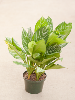 Chinese Evergreen Stripes