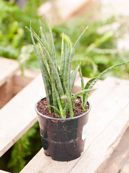 Snake Plant Fernwood