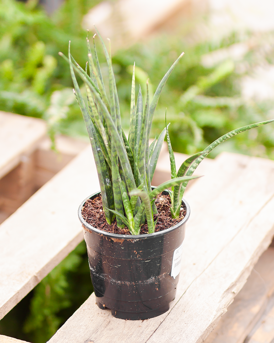 Snake Plant Fernwood