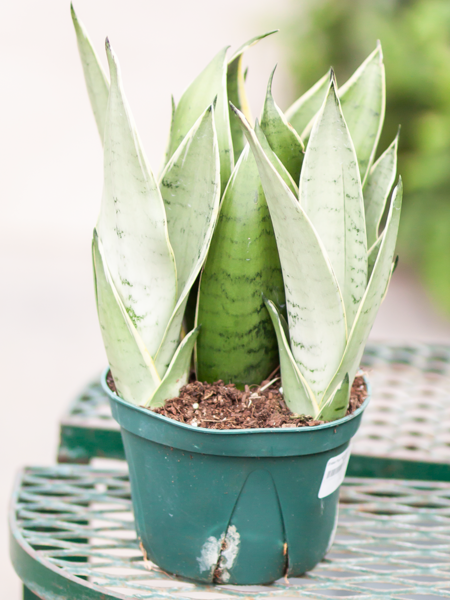 Snake Plant Night Owl 6"