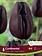 Florissa Tulip Continental