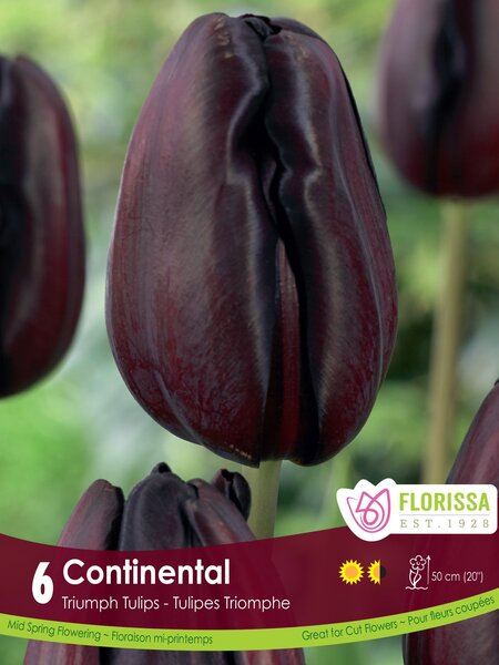 Florissa Tulip Continental