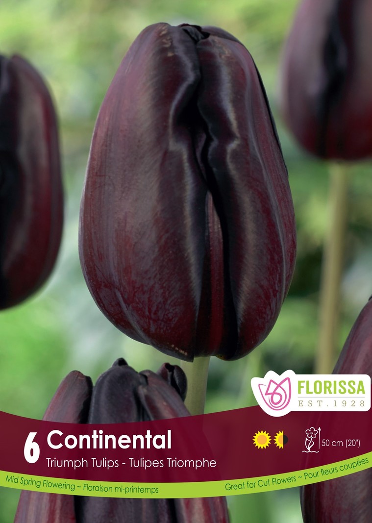 Florissa Tulip Continental