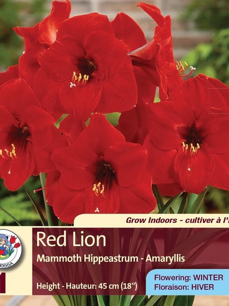 Amaryllis Red Lion