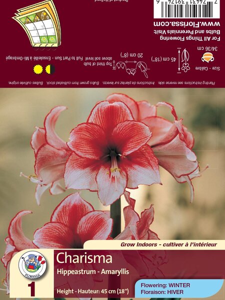Amaryllis Charisma