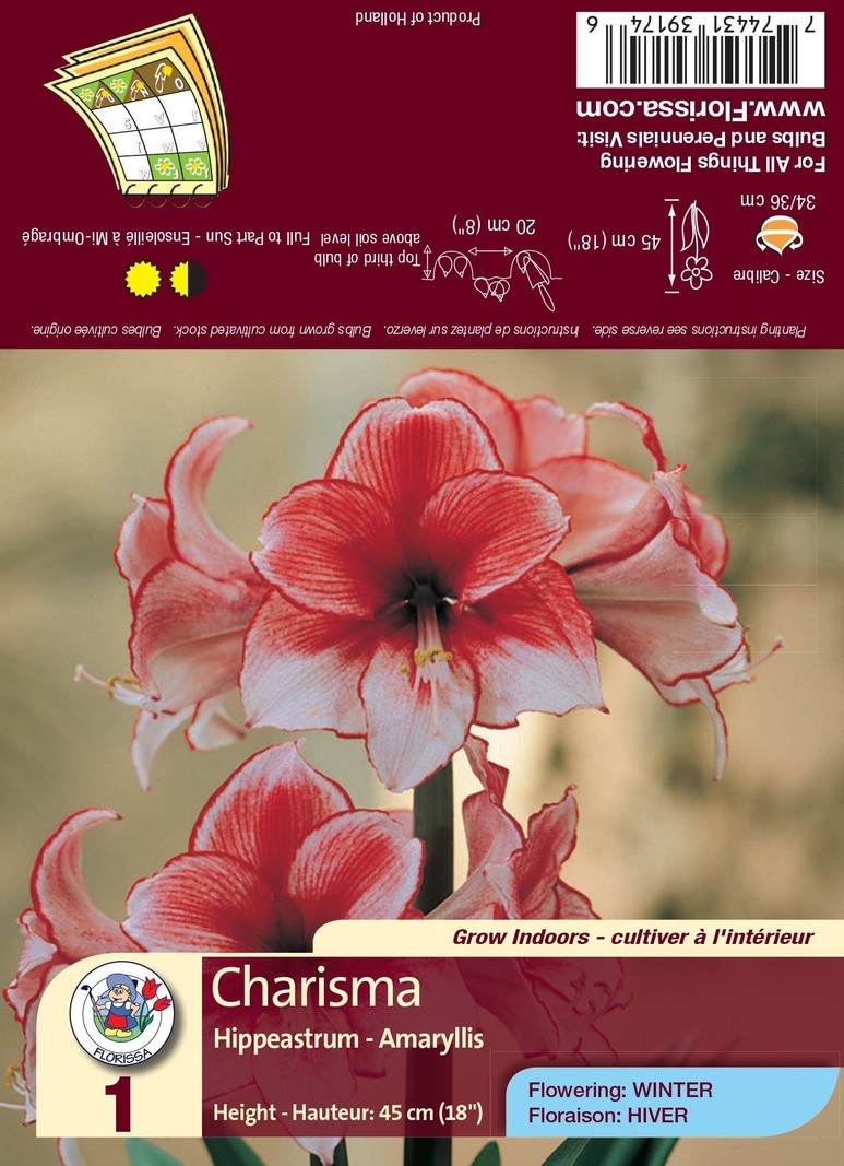 Amaryllis Charisma