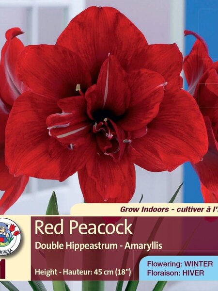 Amaryllis Double Red Peacock