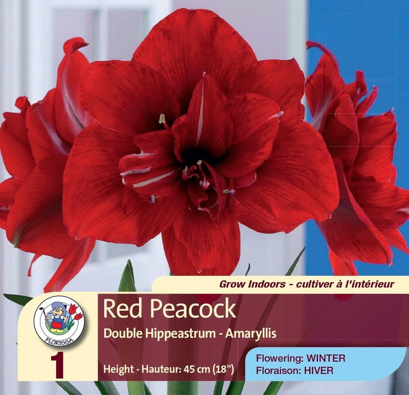Amaryllis Double Red Peacock