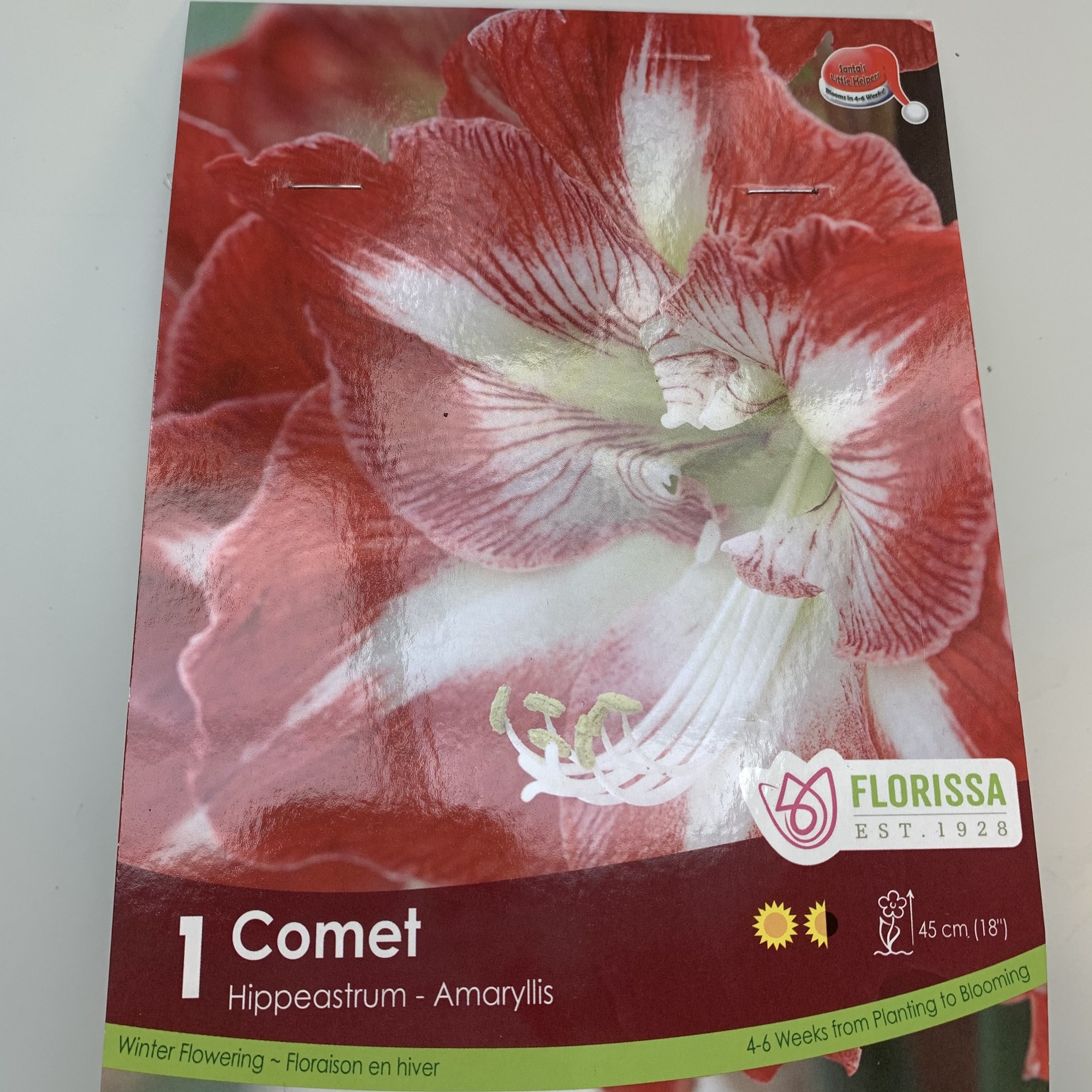 Amaryllis Christmas Bloom Comet