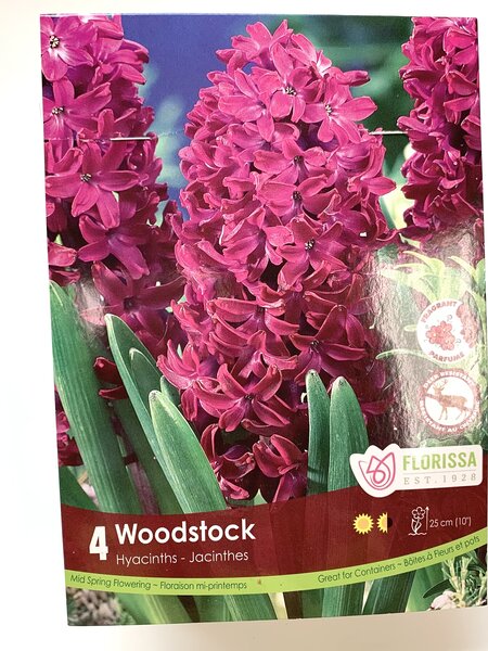 Florissa Hyacinth Woodstock Bulb