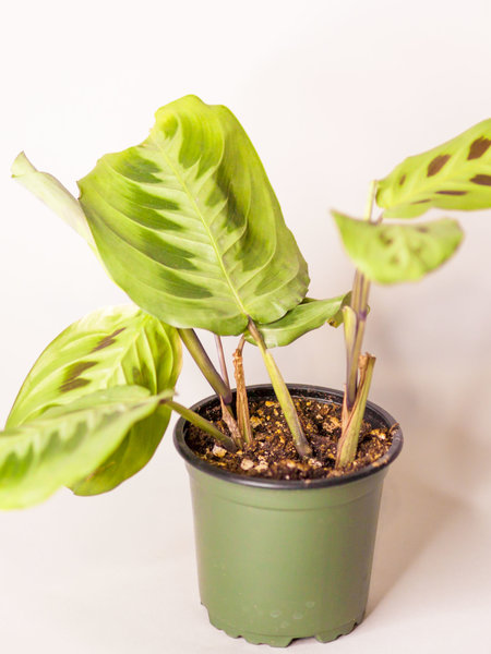 Prayer Plant Green 4"