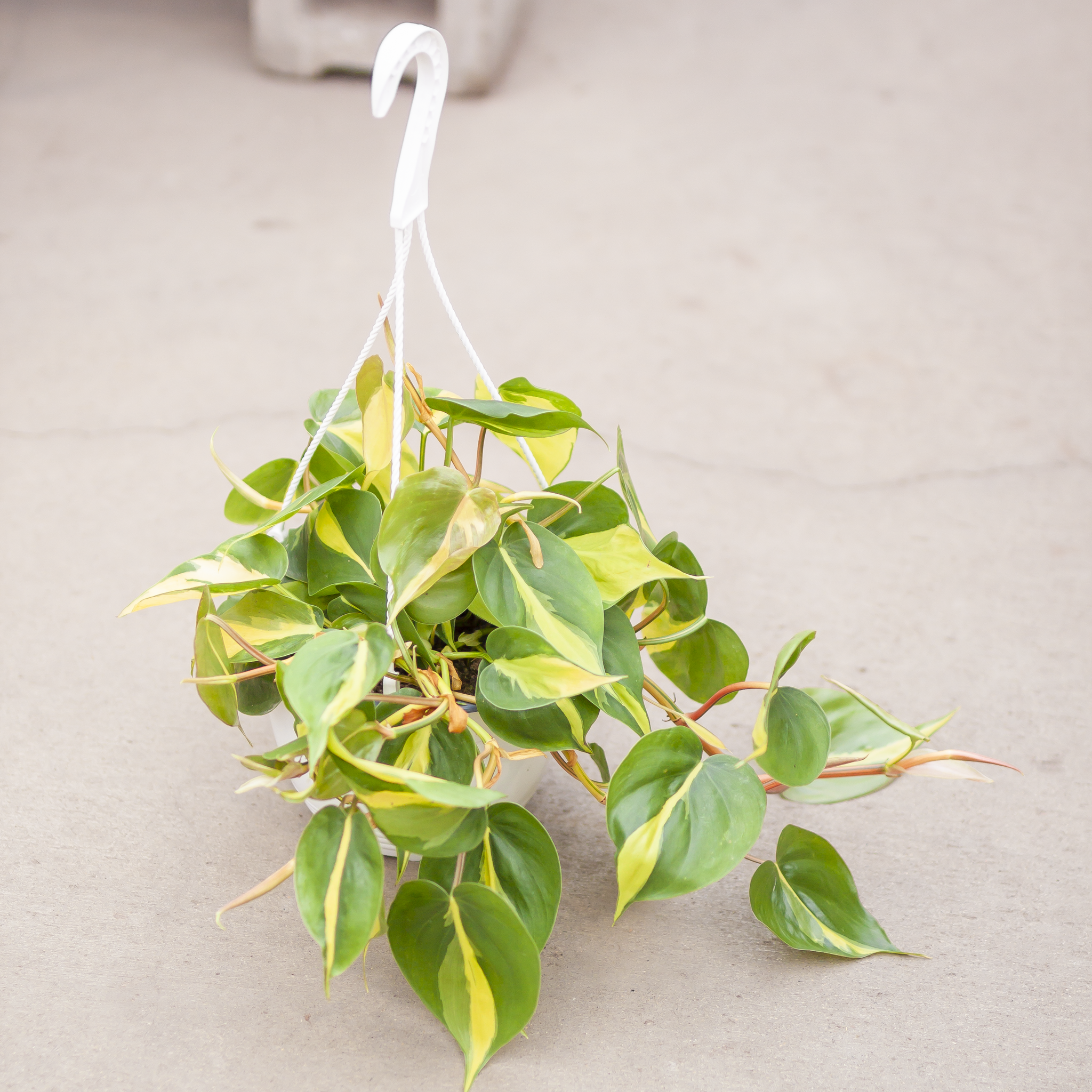 Philodendron Brazil Hanging Basket