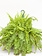 Dutch Growers Boston Fern Hanging Basket