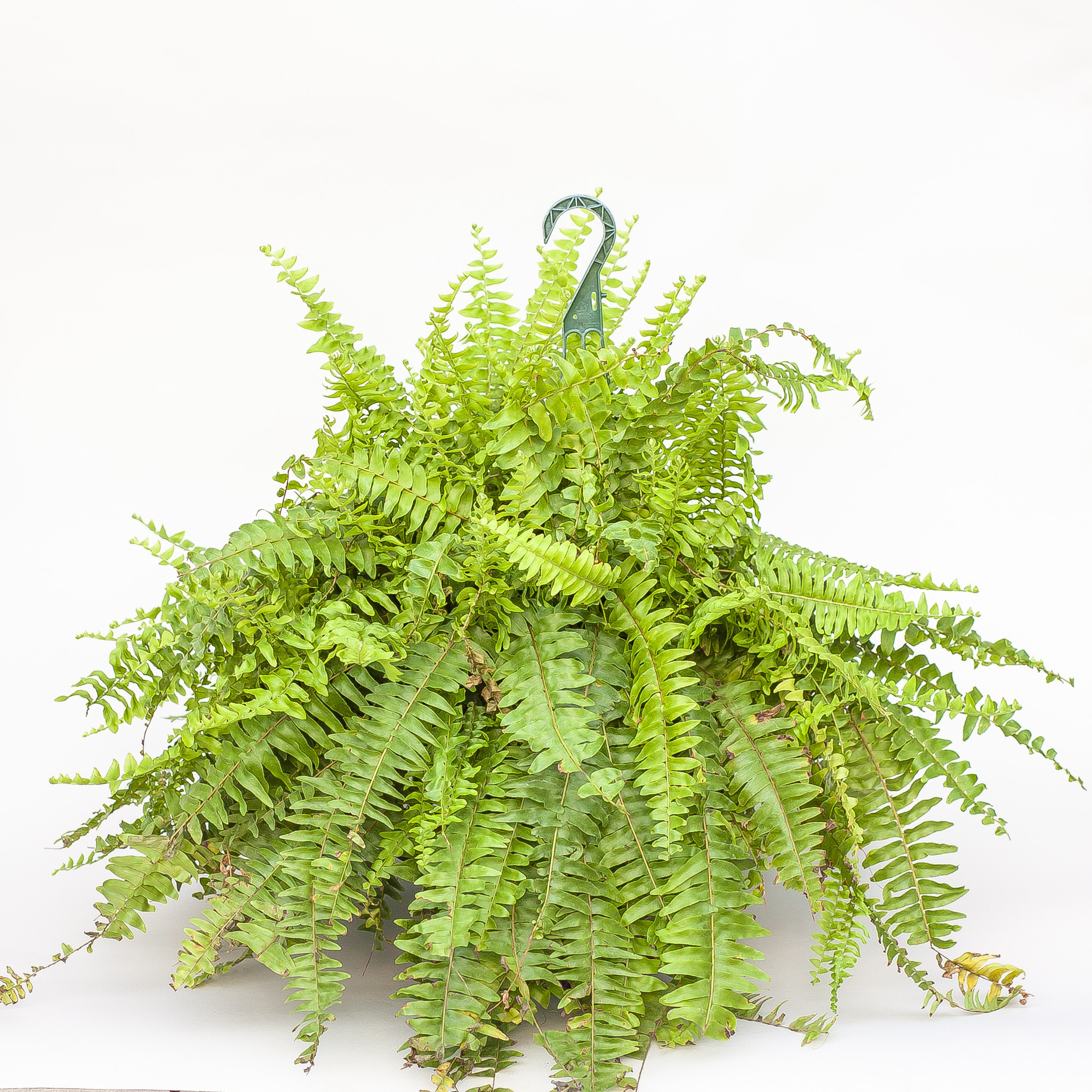 Dutch Growers Boston Fern Hanging Basket