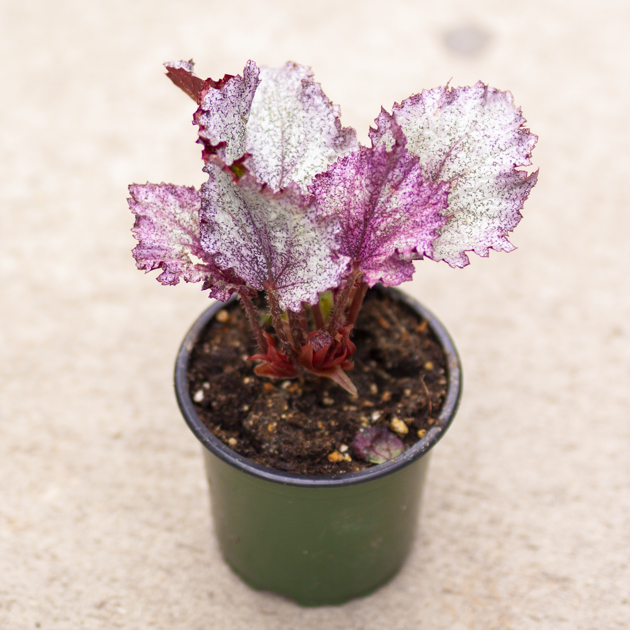 Begonia Rex 4"