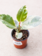 Ficus Rubber Tineke