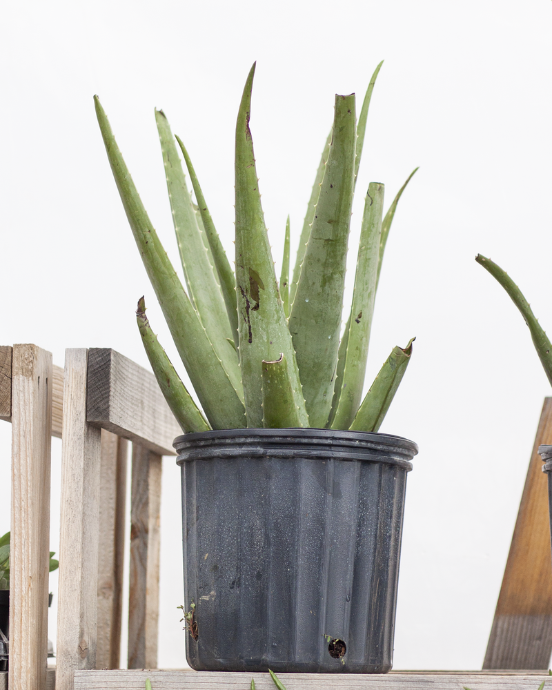 Dutch Growers Aloe Vera