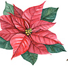 Poinsettia Care