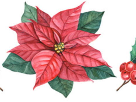 Poinsettia Care