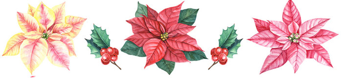 Poinsettia Care